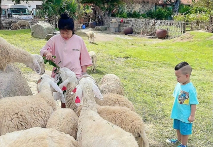 ĐỒNG CỪU AN HÒA NINH THUẬN 