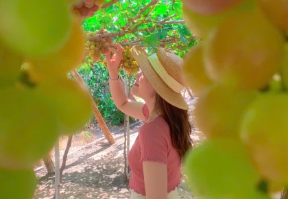 Du lịch Ninh Thuận mùa nho 