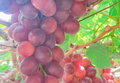 Taxi Đi Vườn Nho Thái An