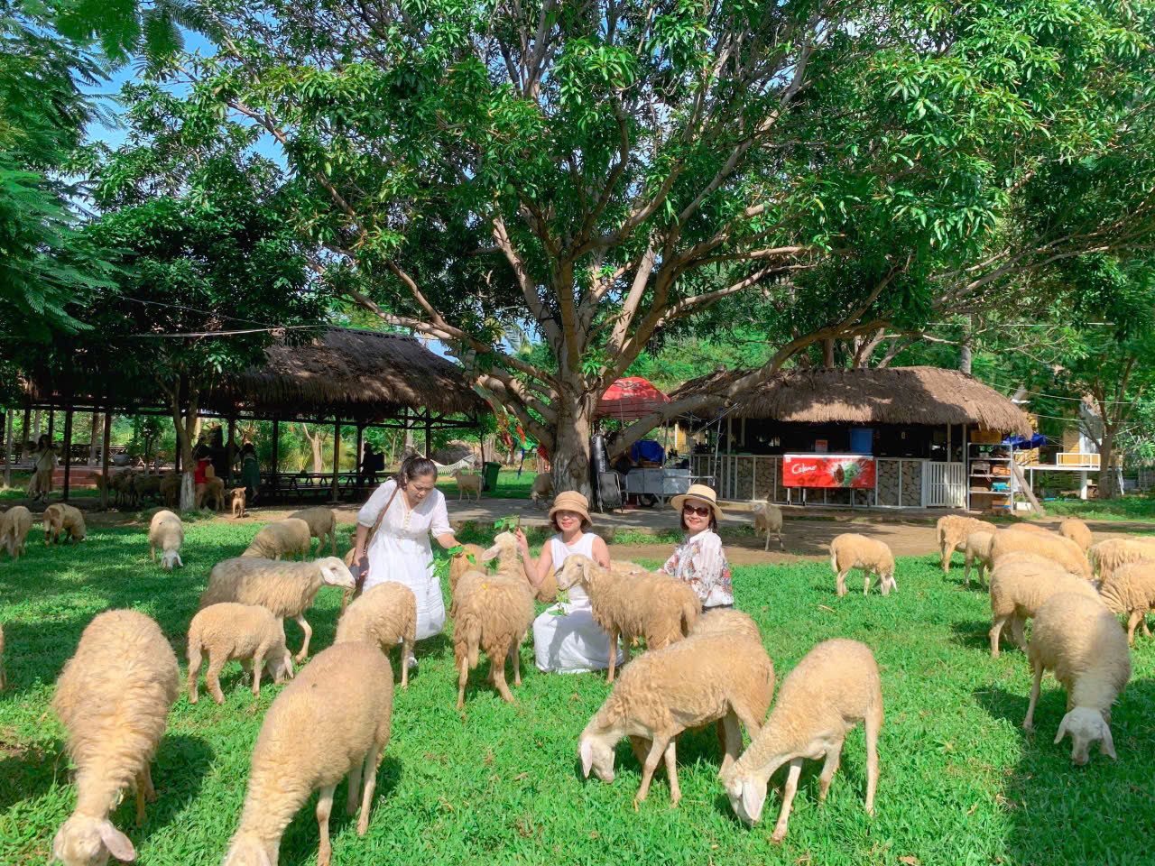 Thuê Xe Nha Trang Đi Đồng Cừu