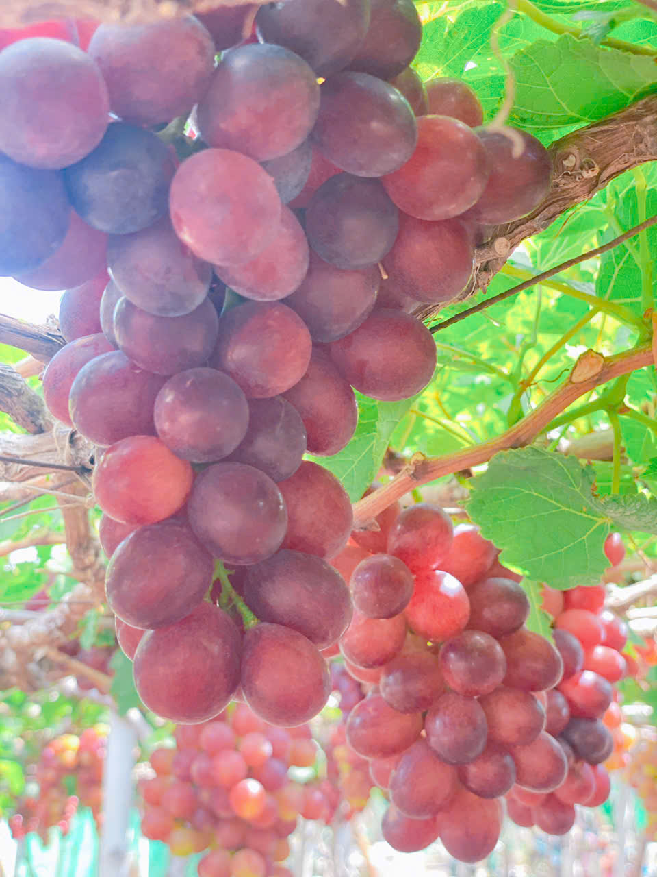 Thuê Xe Nha Trang Đi Vườn Nho Phan Rang