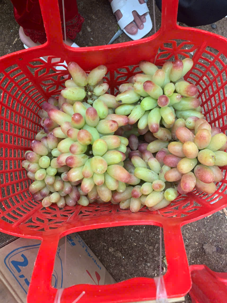 RƯỢU NHO NINH THUẬN 