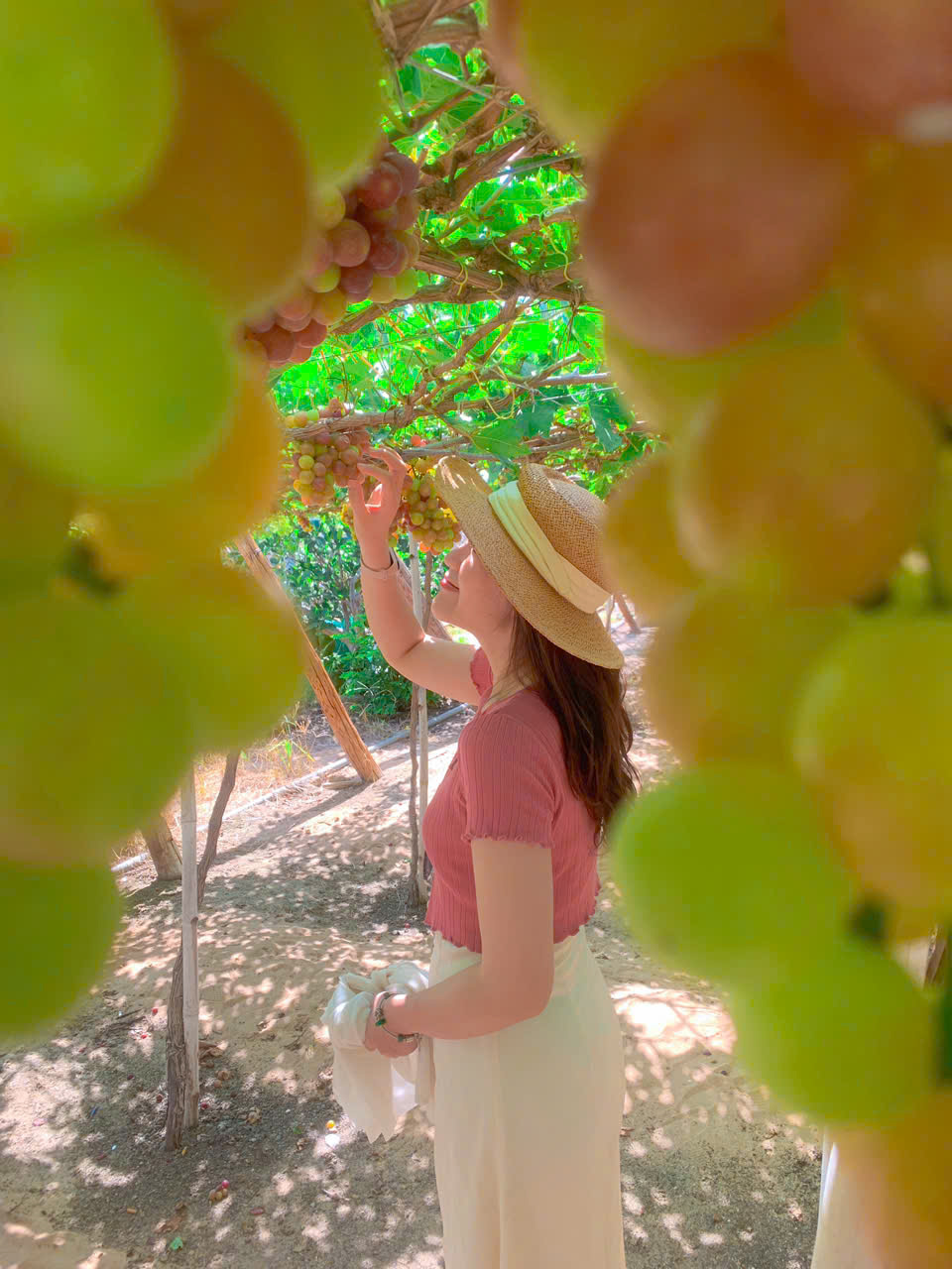 VƯỜN NHO NINH THUẬN 