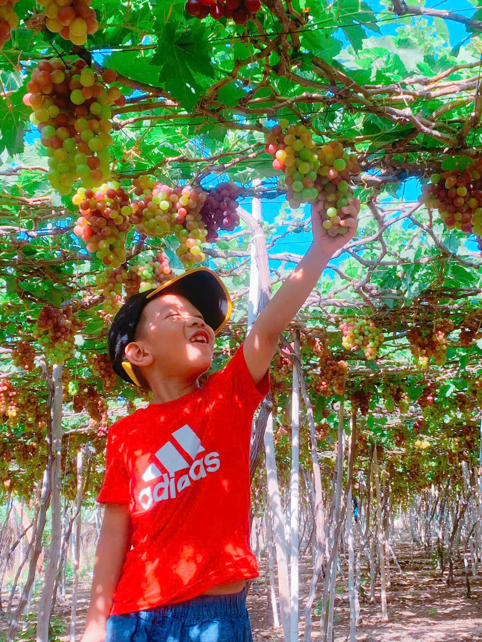 Du lịch Ninh Thuận mùa nho 