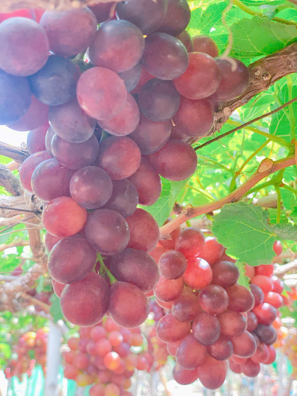 Taxi Đi Vườn Nho Thái An